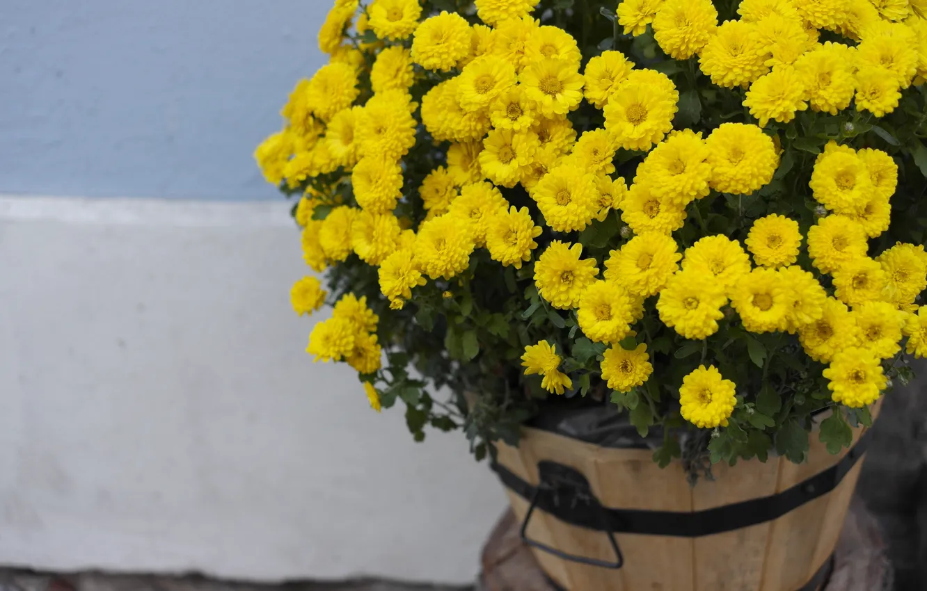 Фото обои цветы, букет, желтые, Хризантемы