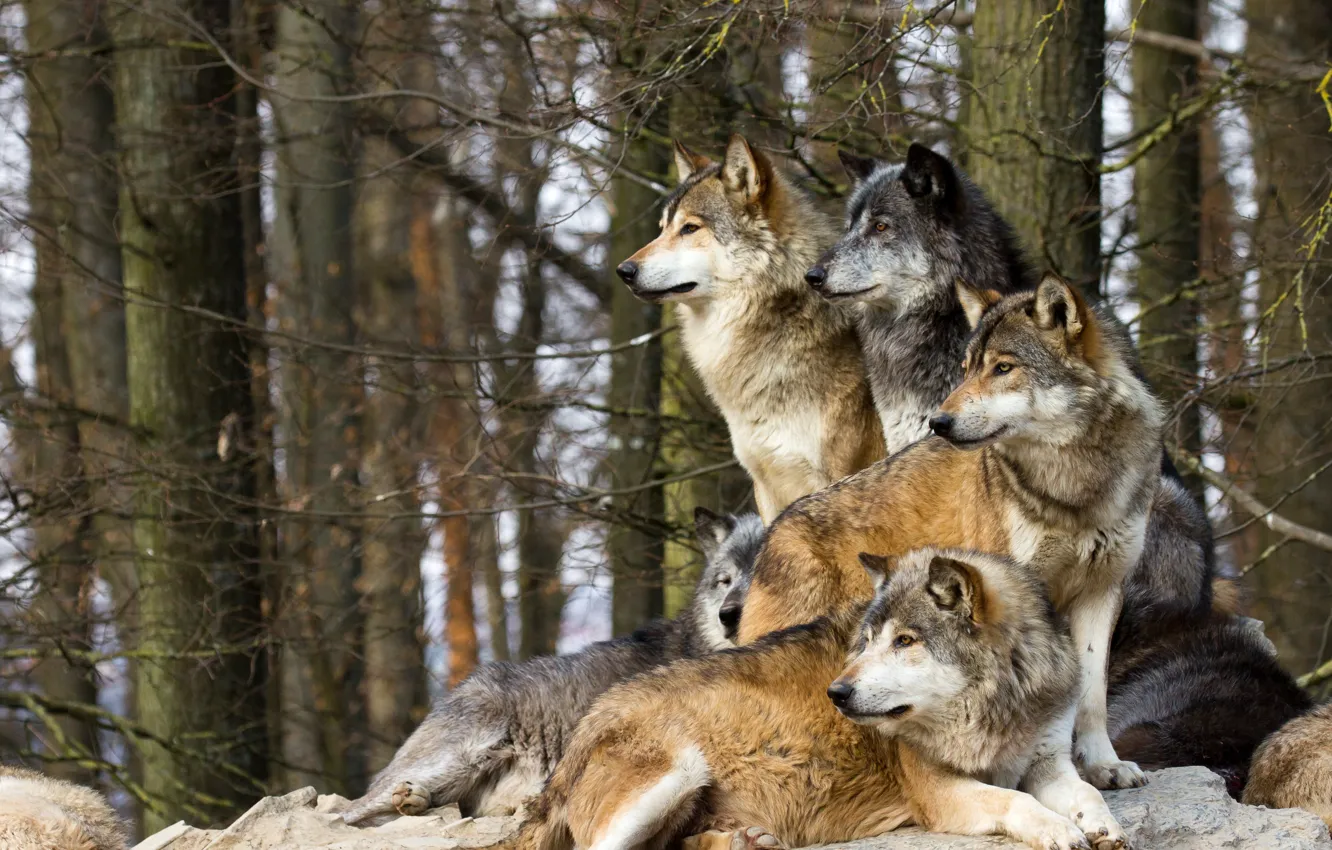 Фото обои взгляд, ветки, природа, камни, волк, волки, стая волков