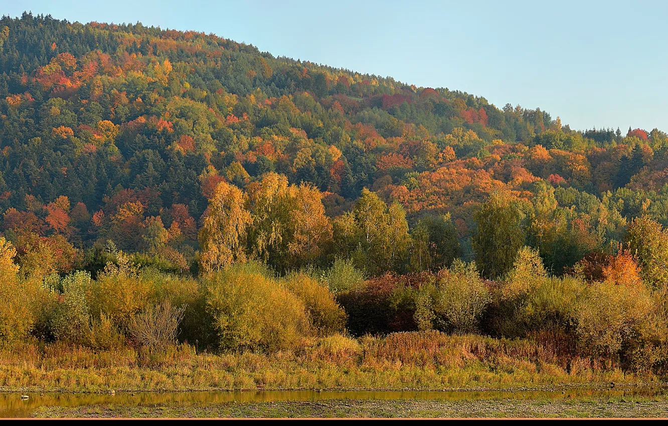 Фото обои осень, лес, colors, forest, Autumn, fall