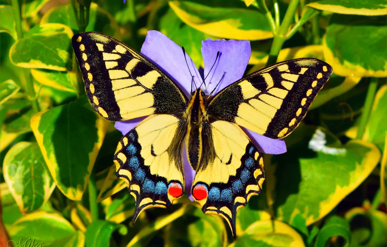 Фото обои Макро, Бабочка, Macro, Butterfly