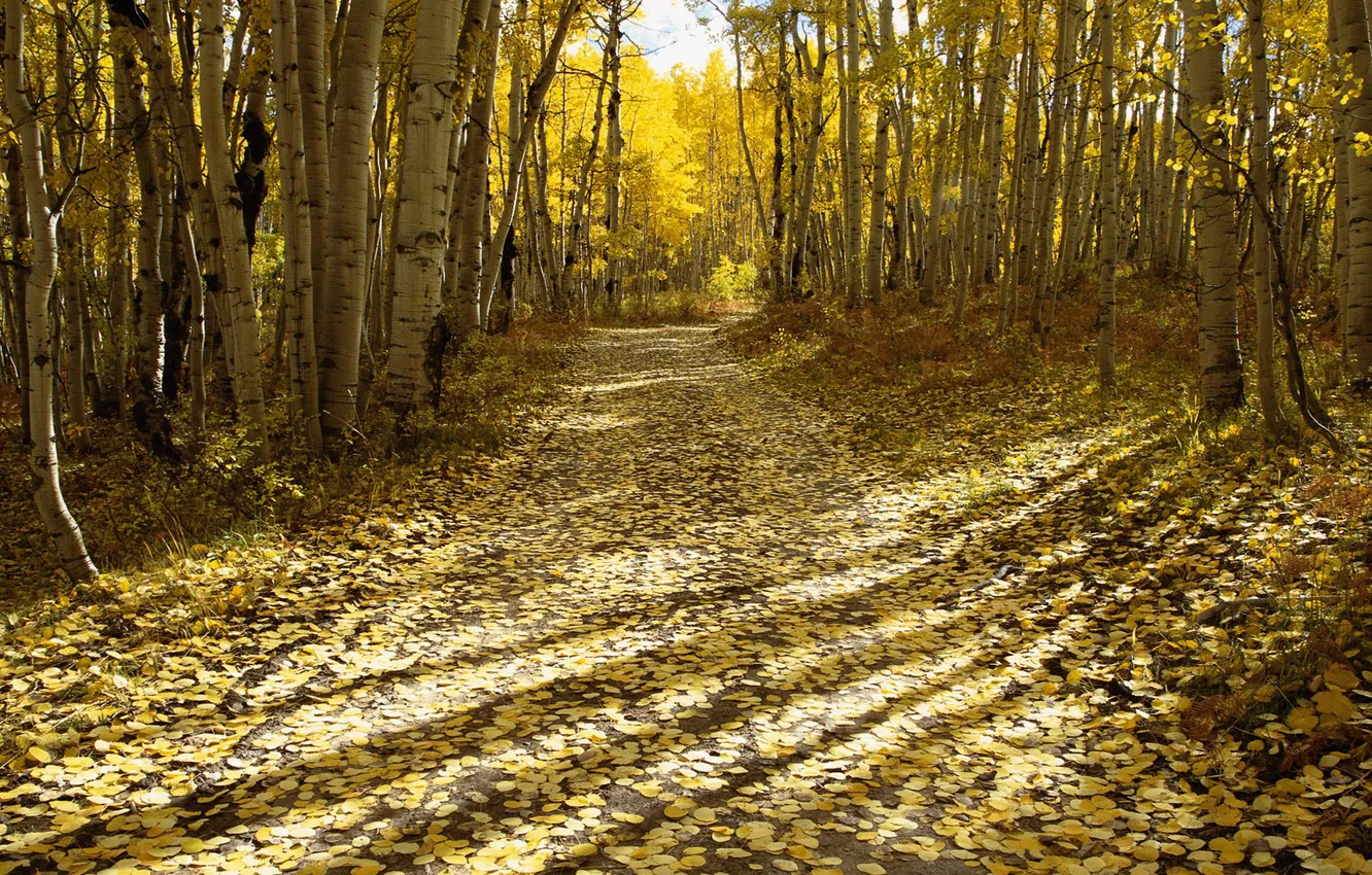 Фото обои осень, лес, листва, утро, дорожка, солнечные лучи, пробиваются, берёзовый
