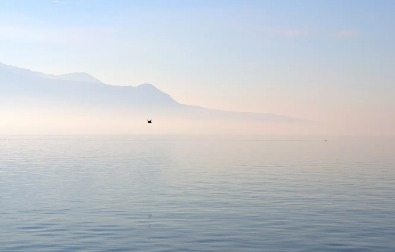 Фото обои море, туман, озеро, холмы, птица