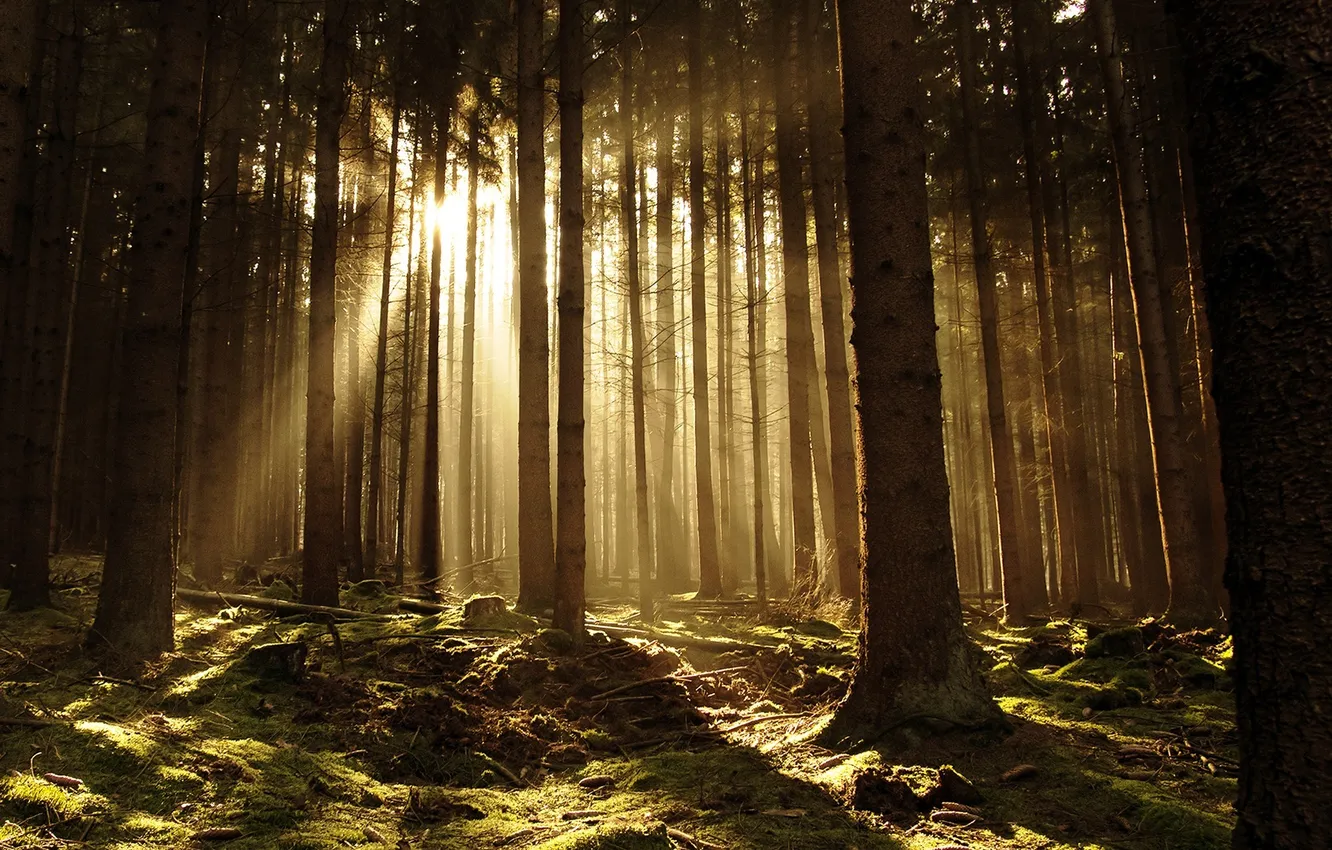 Фото обои лес, свет, деревья, ветки, палки, мох, шишки, пеньки
