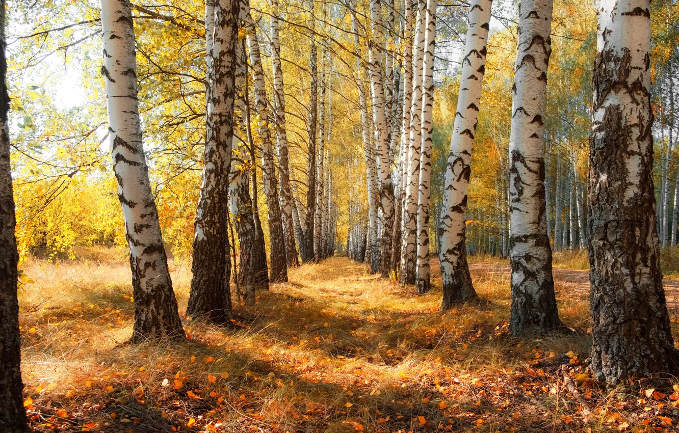 Фото обои осень, лес, небо, свет, деревья, природа, ветви, стволы