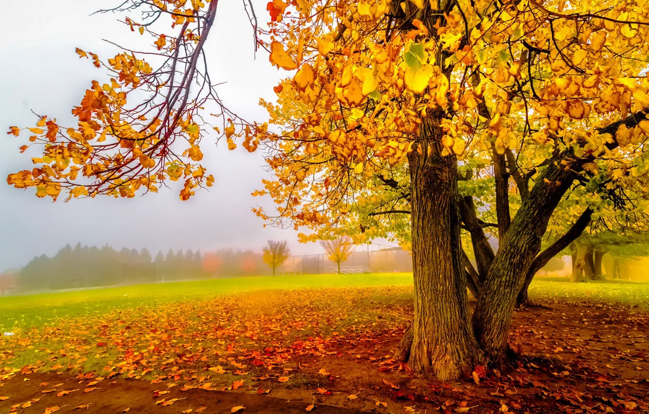 Фото обои осень, листья, деревья