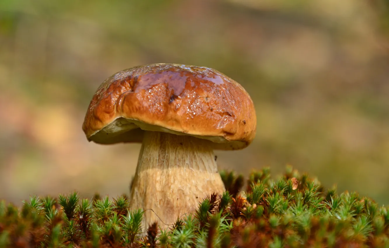 Фото обои гриб, мох, боровик