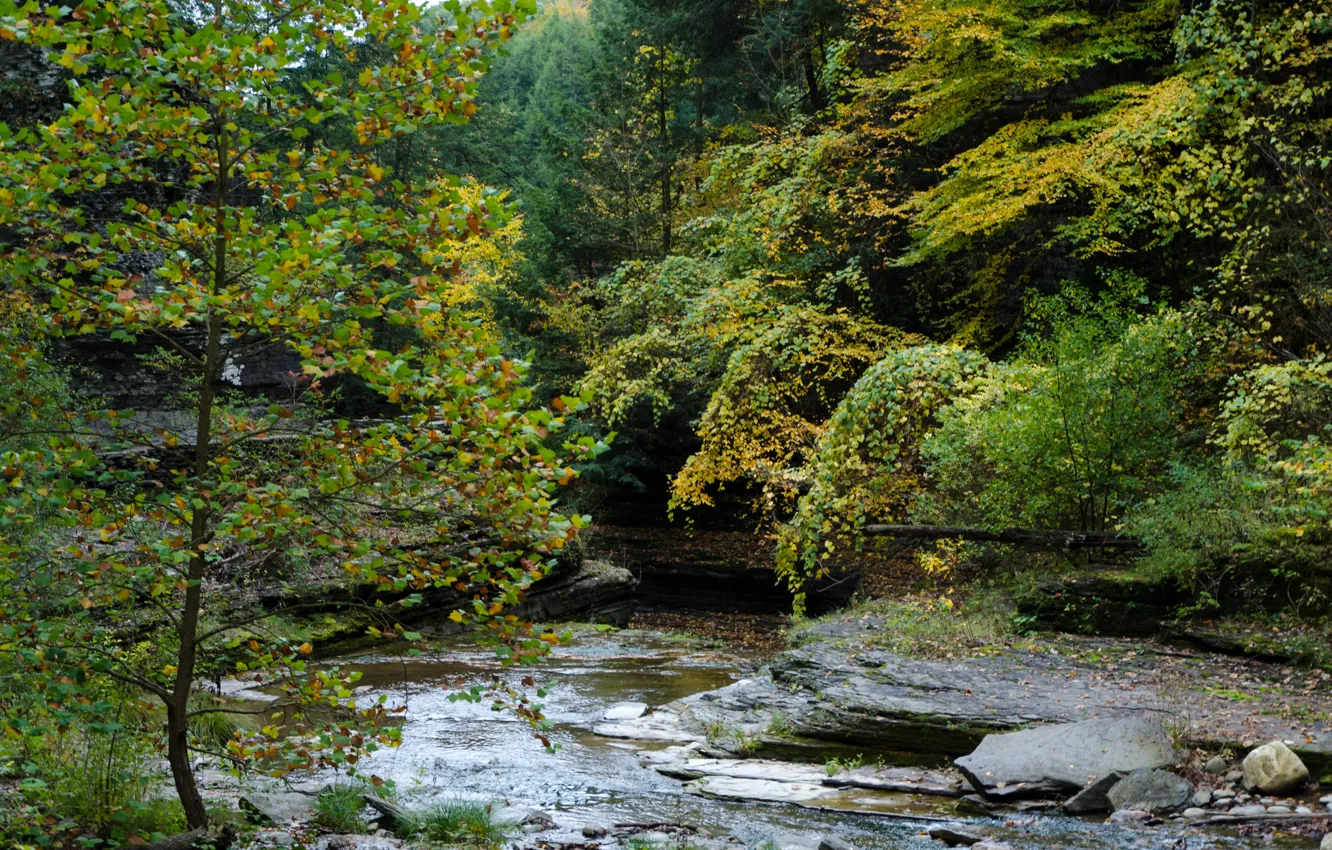 Фото обои Осень, Лес, Ручей, USA, США, Fall, Autumn, Colors