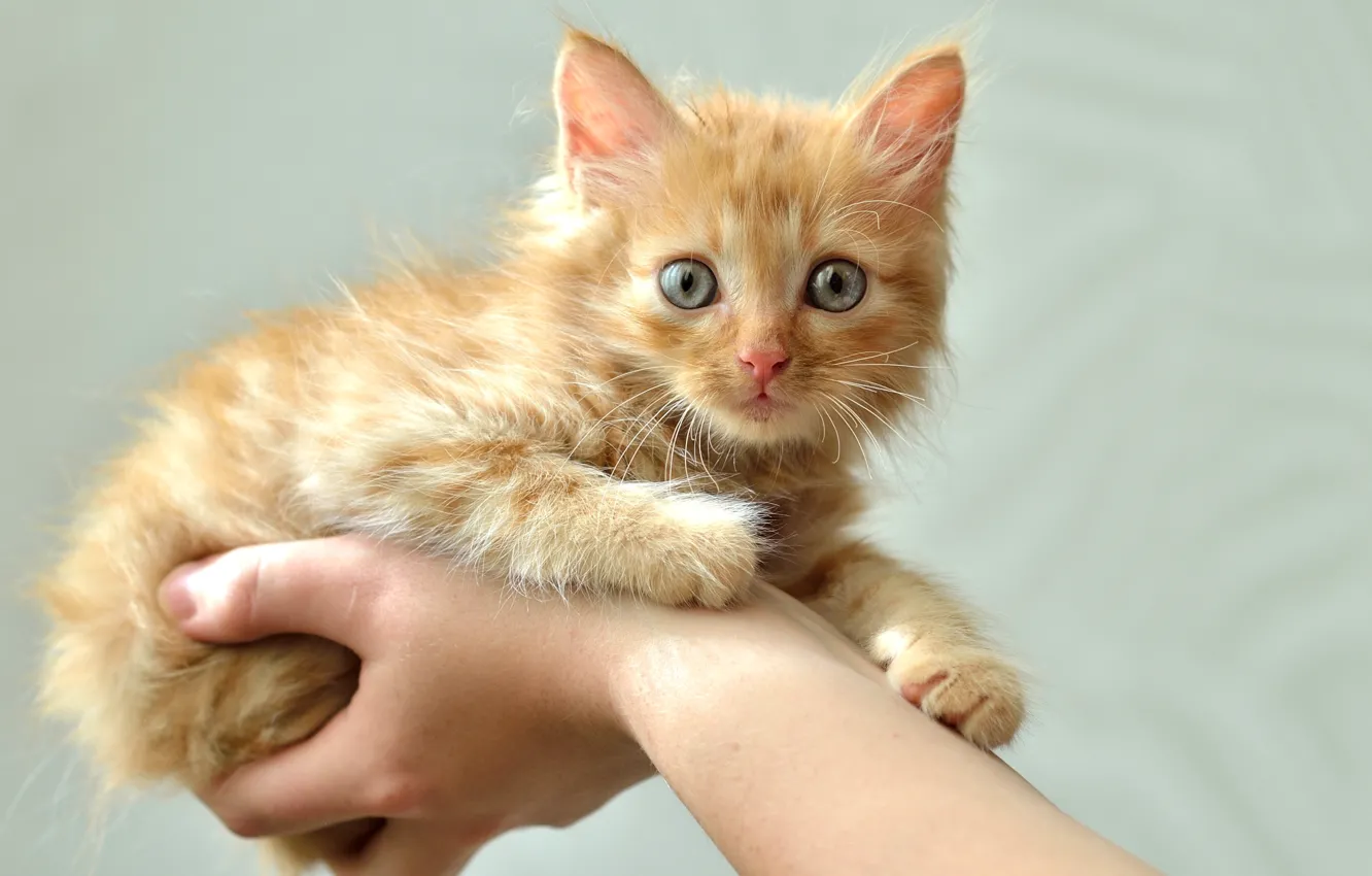 Фото обои руки, рыжая, котёнок
