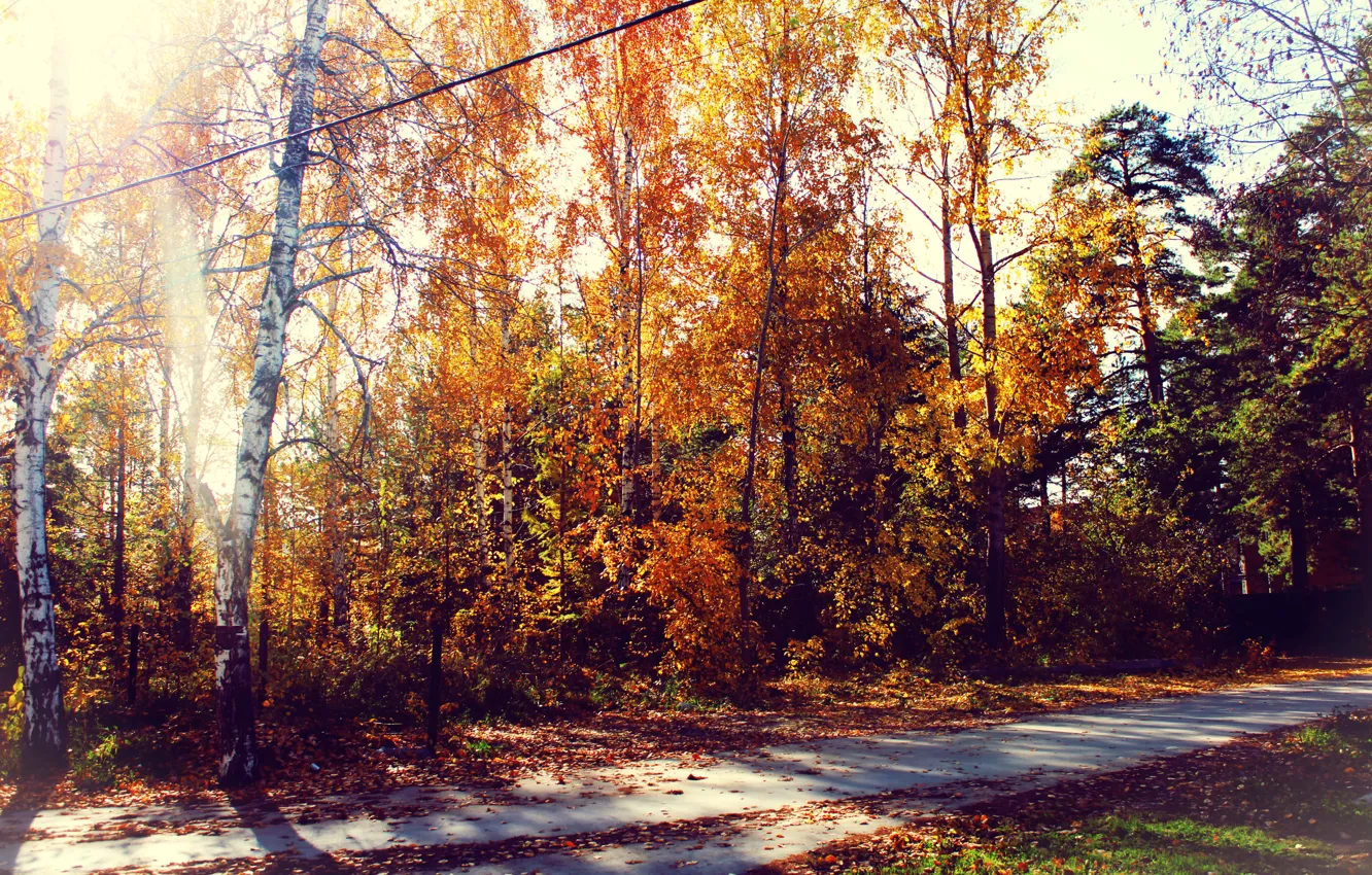 Фото обои дорога, осень, лес, листва
