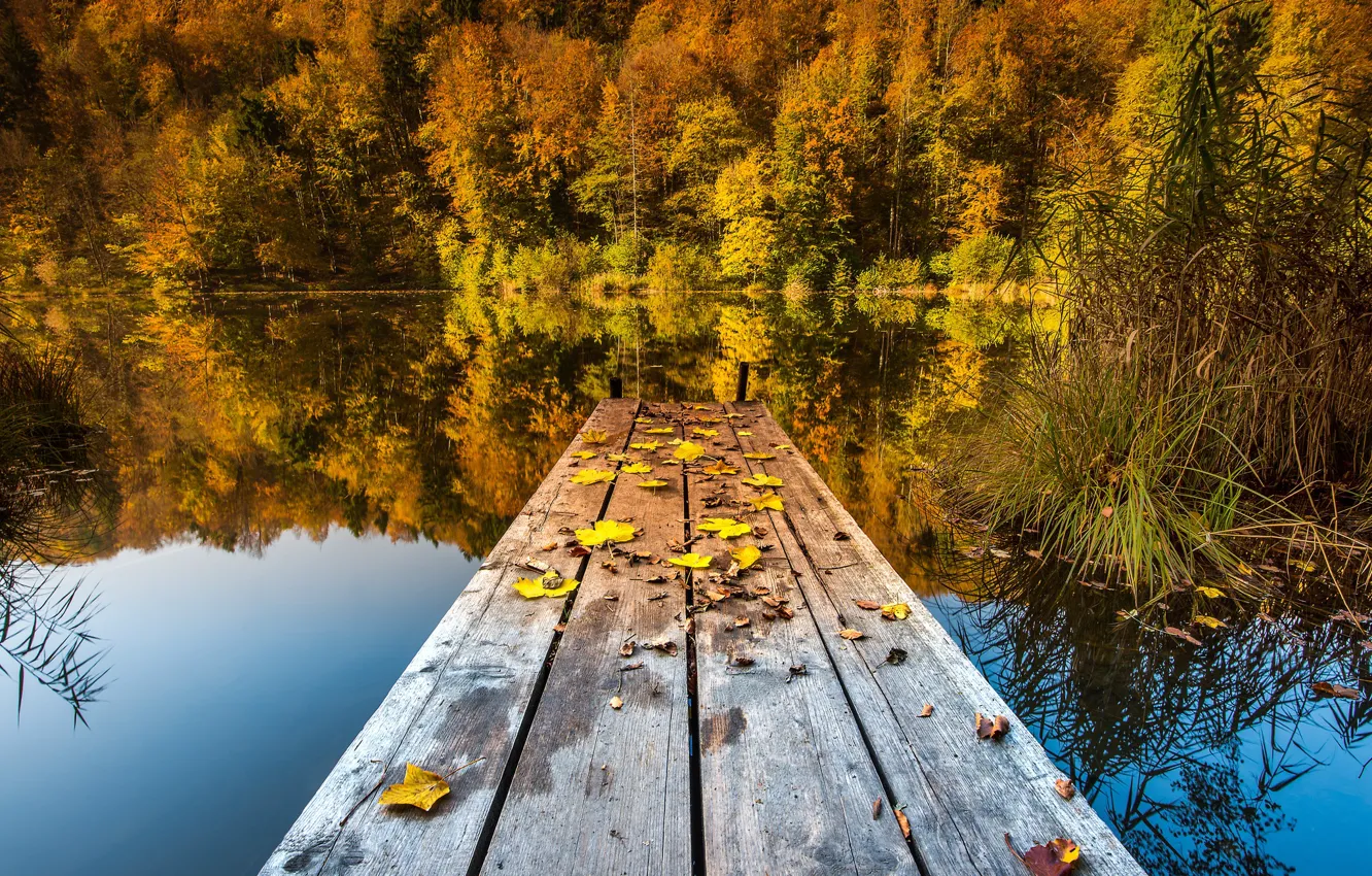 Фото обои осень, лес, трава, листья, пейзаж, природа, озеро, пруд