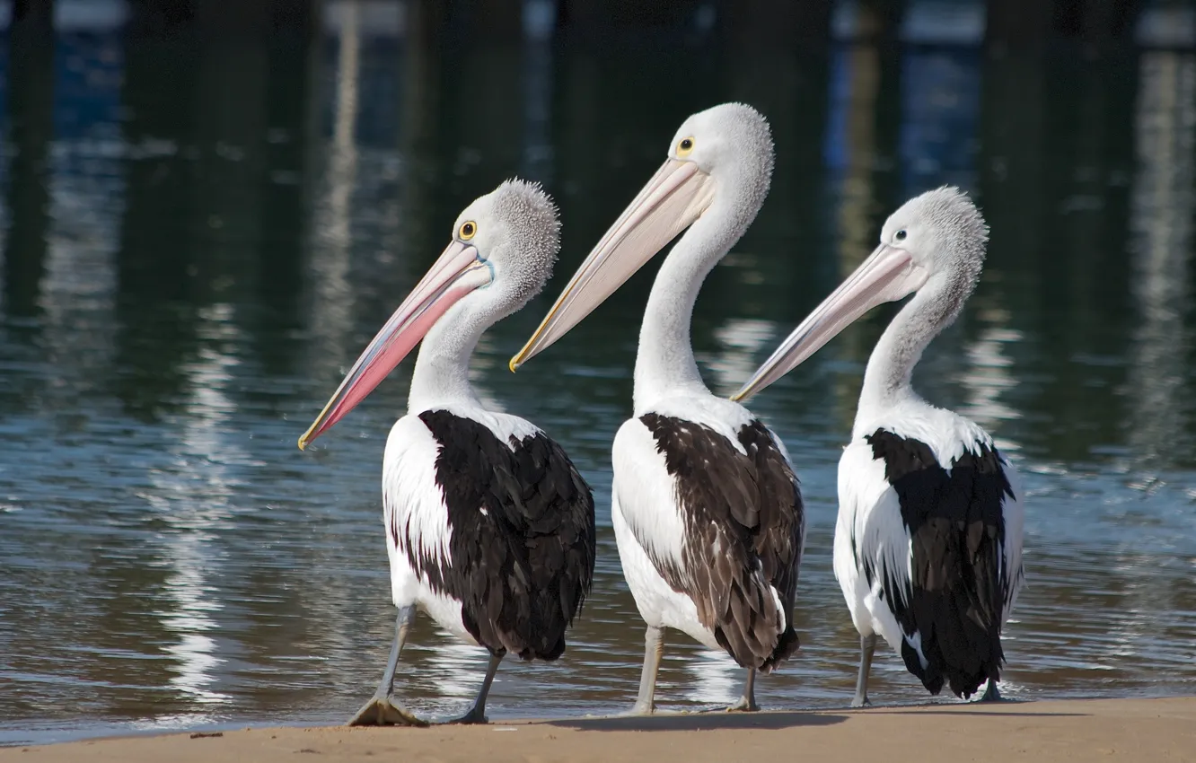 Фото обои вода, птицы, трио, троица, пеликаны
