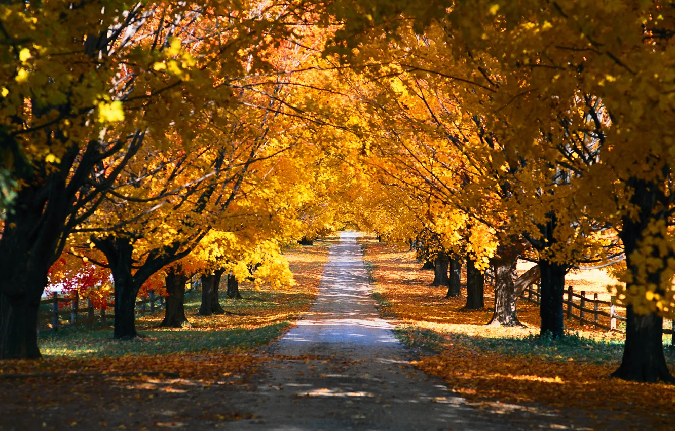 Фото обои осень, деревья, природа, парк, времена года