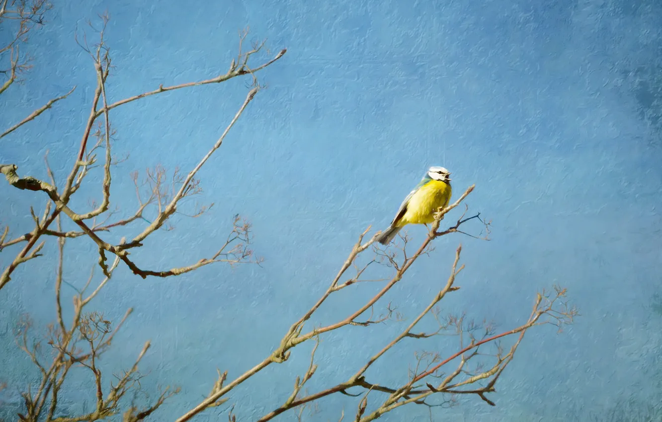 Фото обои ветки, дерево, птица, обработка, весна, живопись, желтая, голубой фон