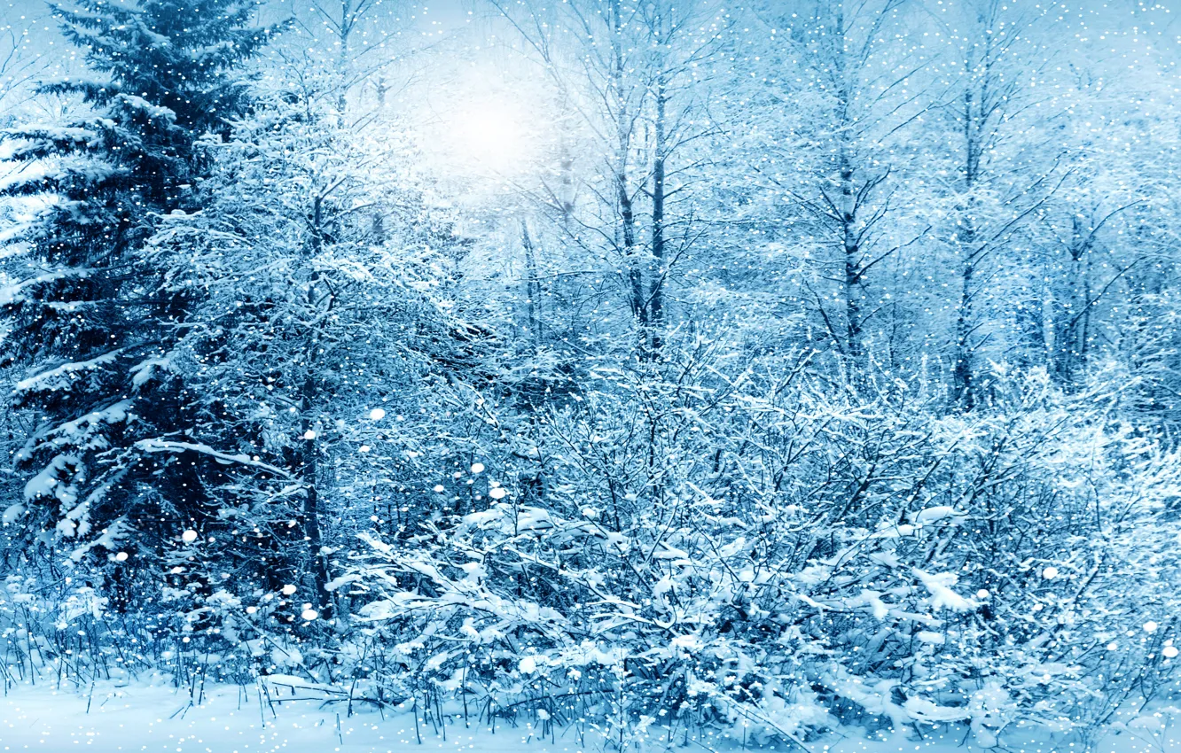 Фото обои зима, снег, природа, фото, ель