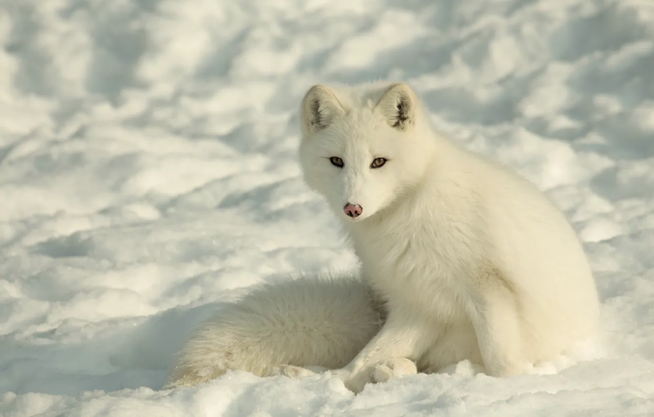 Фото обои зима, морда, снег, песец, полярная лиса