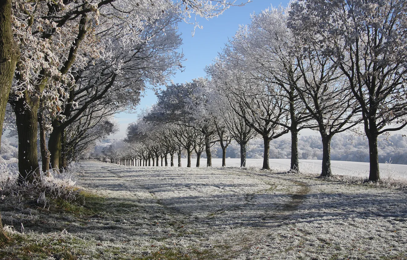 Фото обои зима, иней, снег, деревья, Природа, аллея