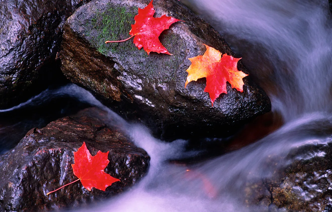 Фото обои осень, листья, река, камни, цвет, поток, клен