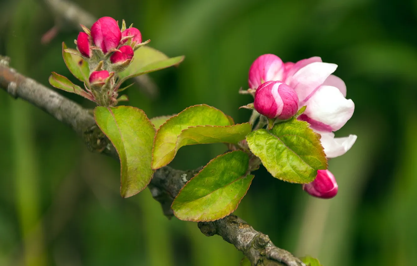 Фото обои макро, природа, яблони