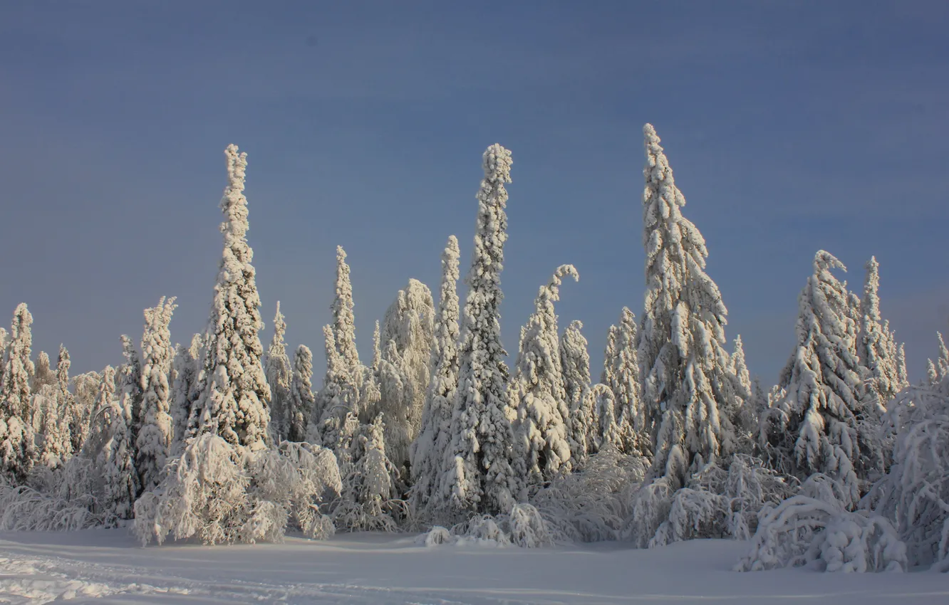 Фото обои зима, лес, снег, деревья, ель, хвойные