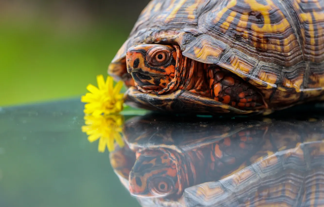 Фото обои цветок, отражение, одуванчик, черепаха