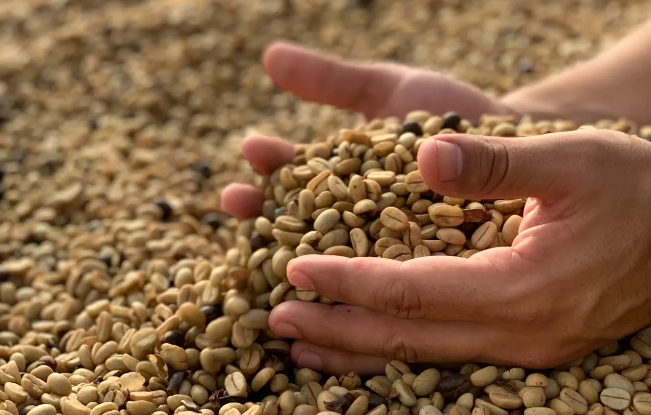 Фото обои Руки, Сельское хозяйство, Caffeine, Кофеин, Agriculture, Кофейное зерно, Coffee bean