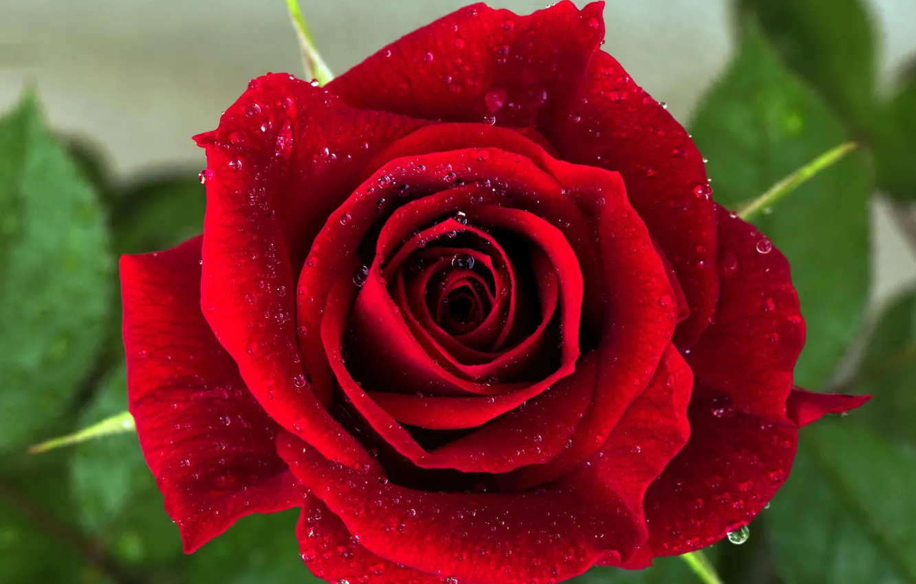 Фото обои макро, красный, розы