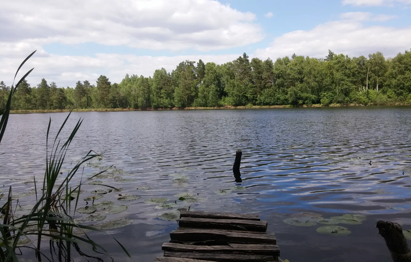 Фото обои лес, лето, вода, зеленый, озеро, тепло, мостик, кувшинки