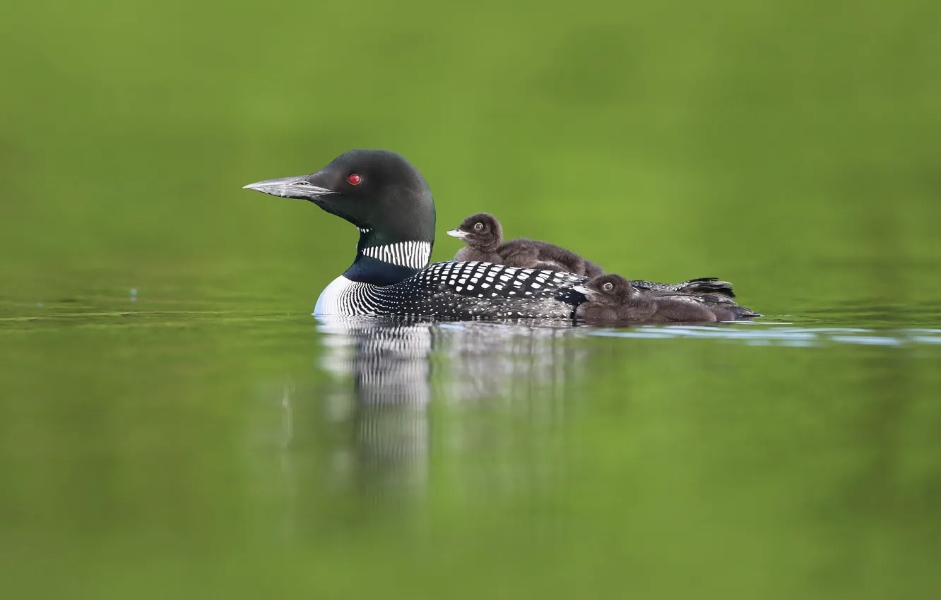 Фото обои озеро, птица, плывет
