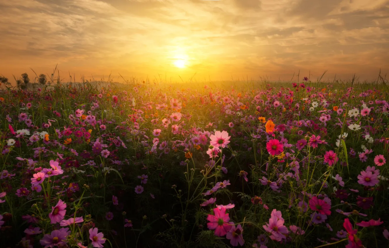 Фото обои поле, небо, солнце, закат, цветы, космея