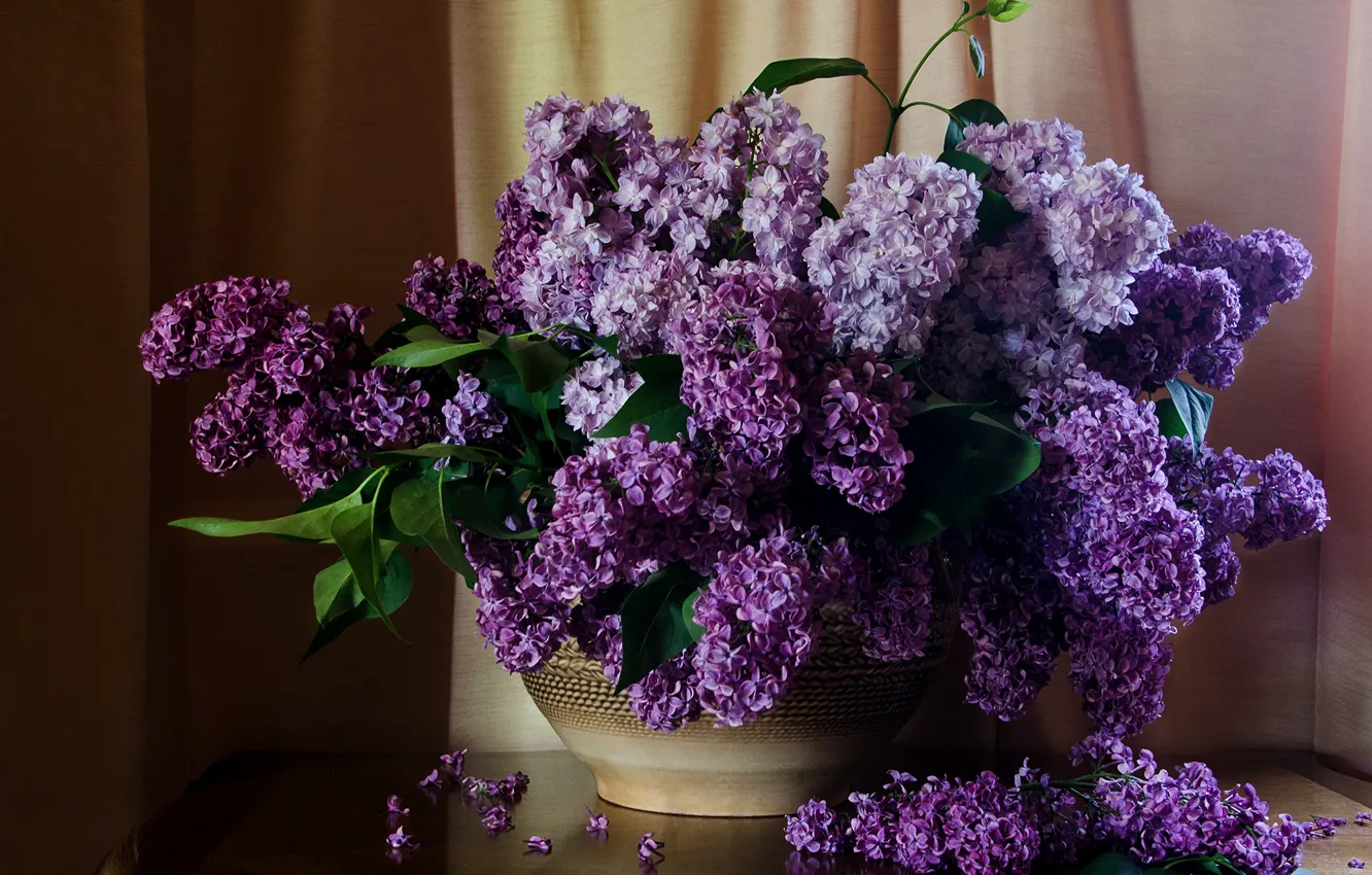 Фото обои стол, шторы, сирень