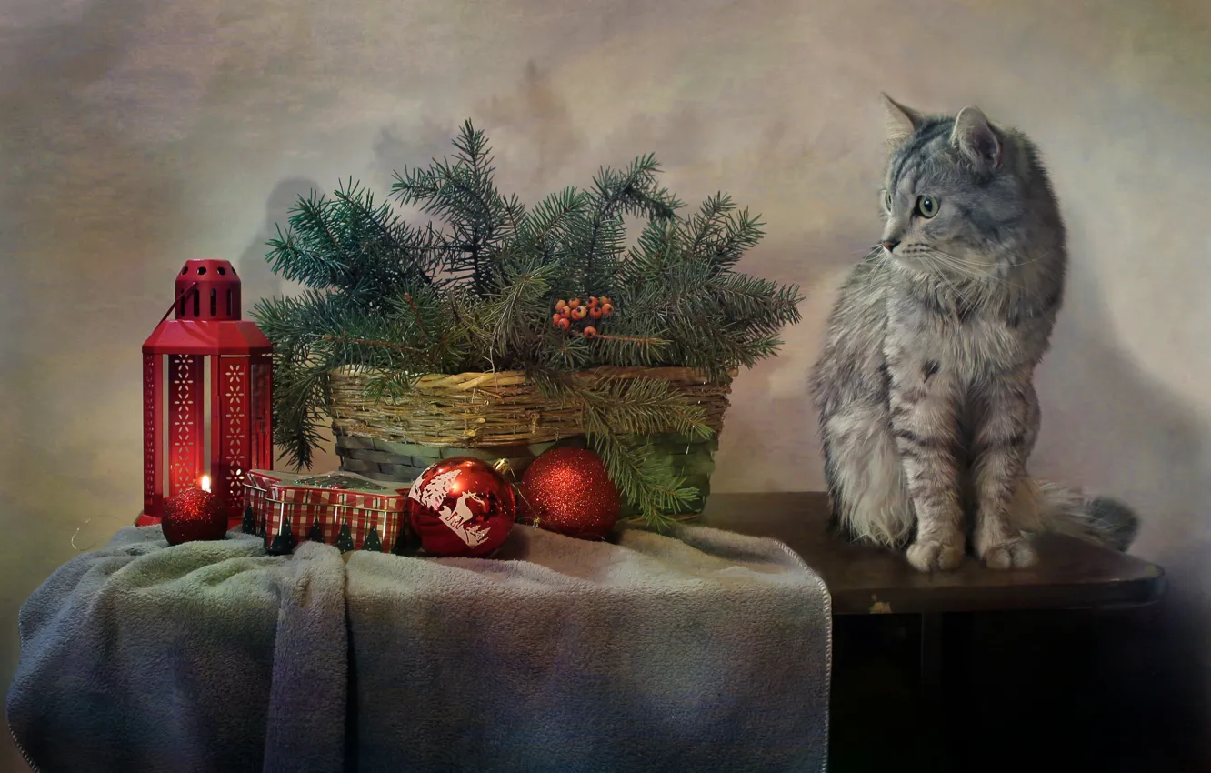 Фото обои кошка, кот, ветки, стол, праздник, игрушки, новый год, ель