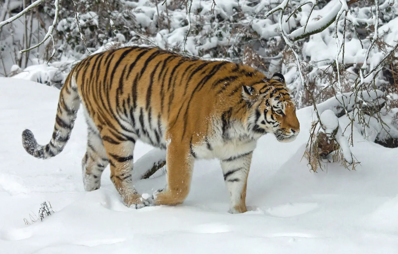 Фото обои зима, снег, деревья, тигр, дикая кошка