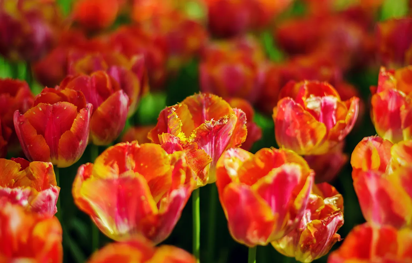 Фото обои свет, цветы, яркие, весна, тюльпаны, оранжевые, клумба, боке