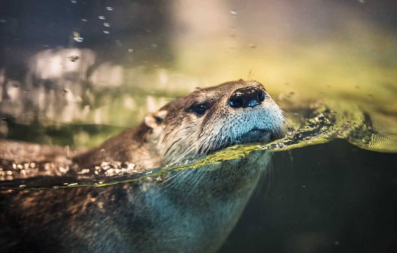 Фото обои вода, мордочка, выдра