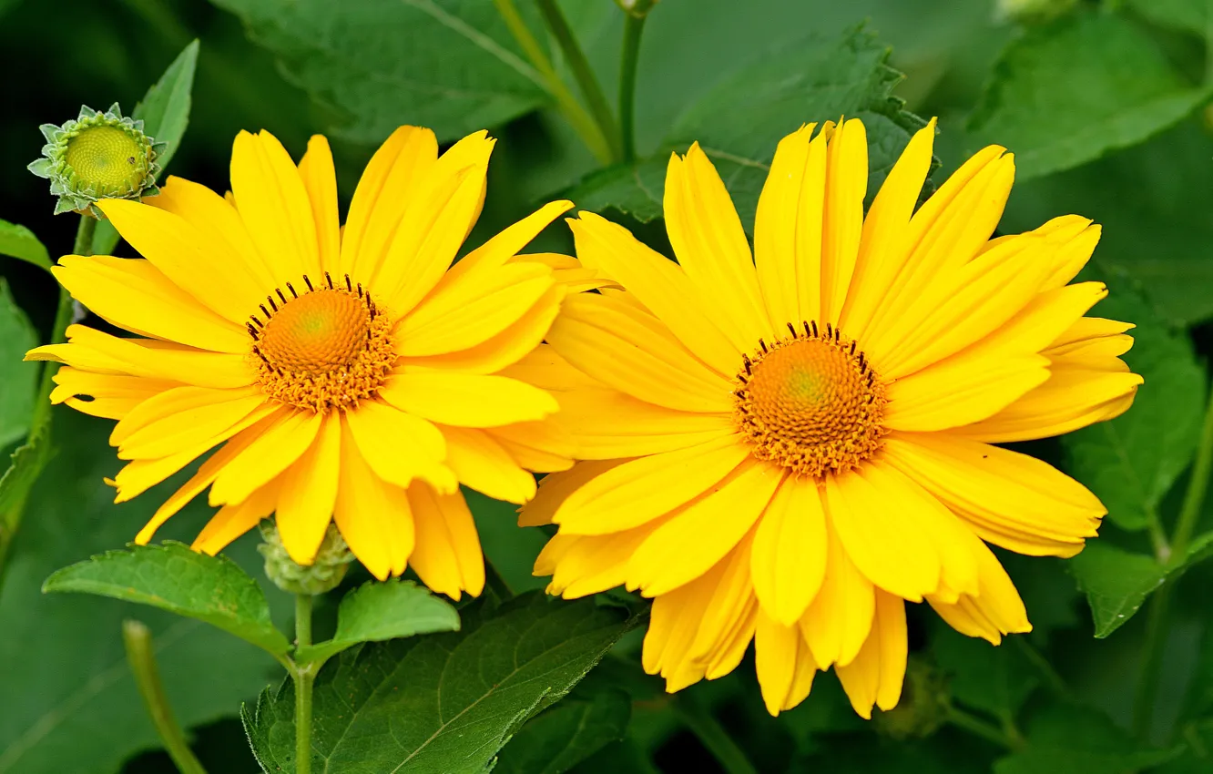 Фото обои Макро, Macro, Желтые цветы, Yellow flowers