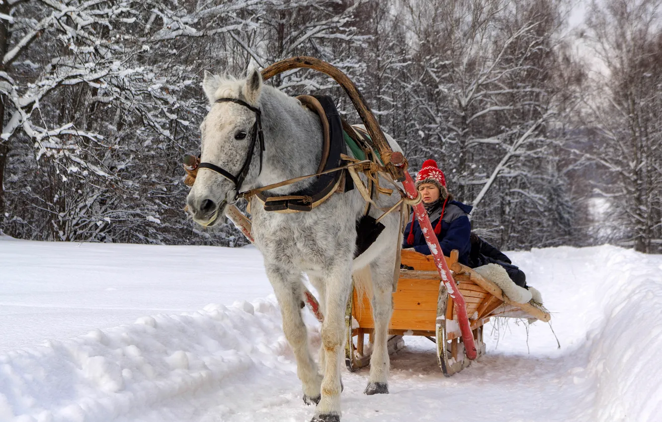 Фото обои снег, лошадь, Зима, сани