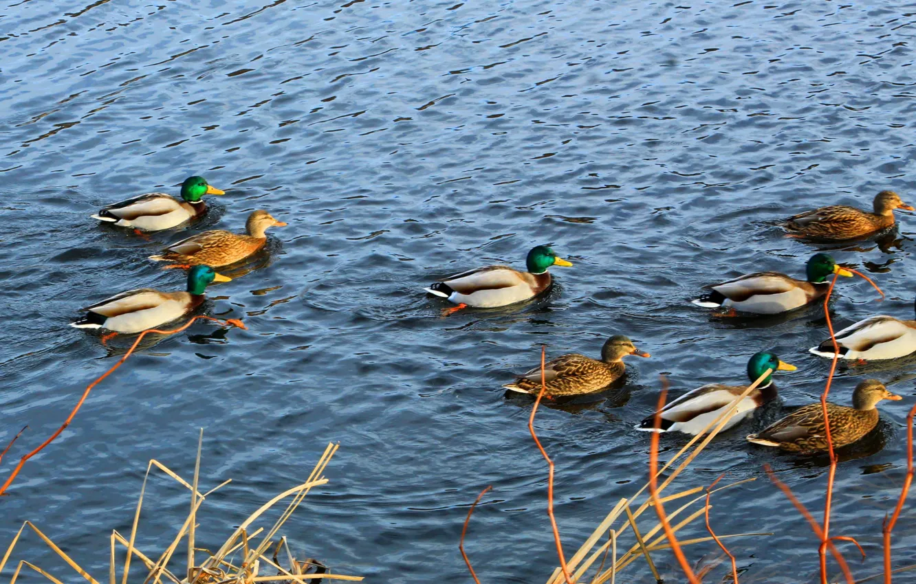 Фото обои bird, water, lake, duck
