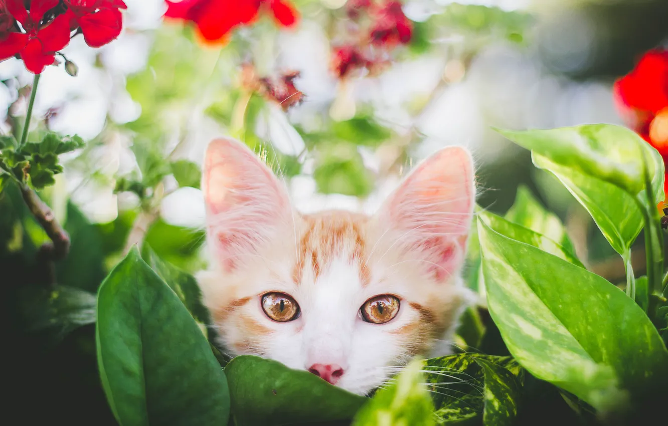 Фото обои взгляд, листья, цветы, мордочка, котёнок