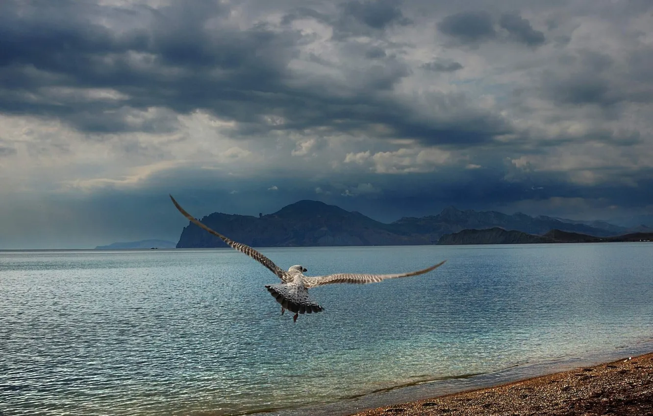 Фото обои море, пляж, горы, чайка, Черное, Крым