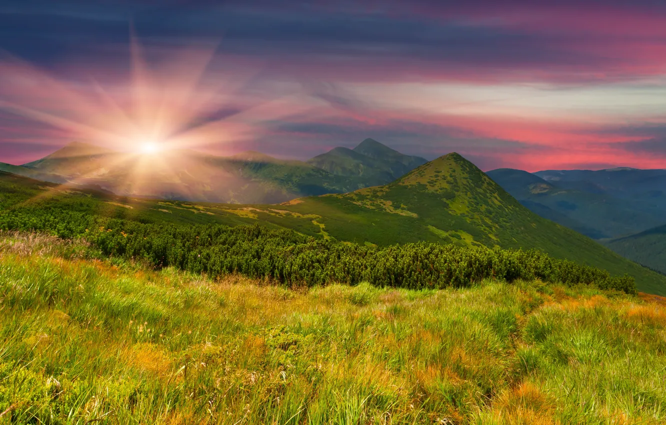 Фото обои зелень, поле, трава, солнце, деревья, закат, горы, природа