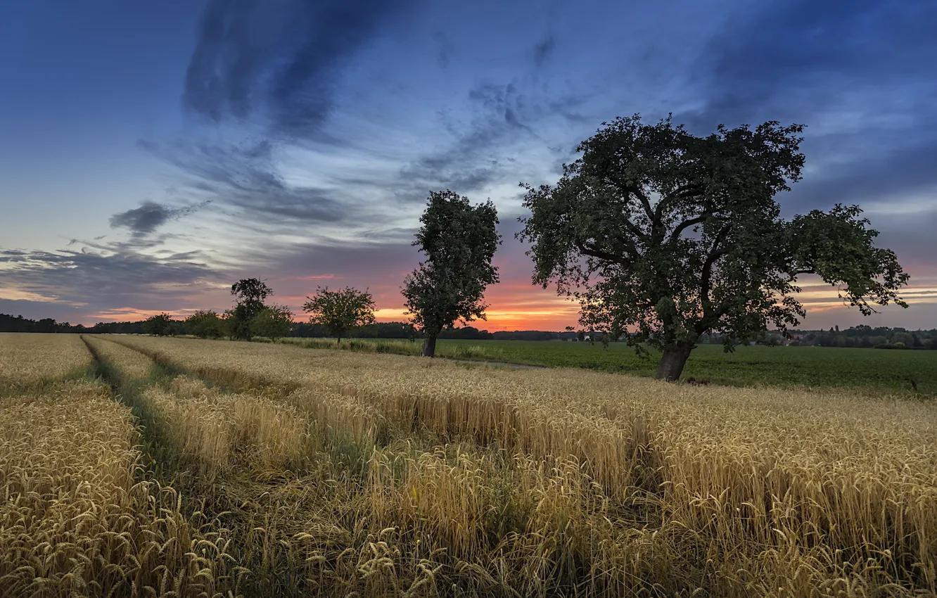 Фото обои поле, лето, закат