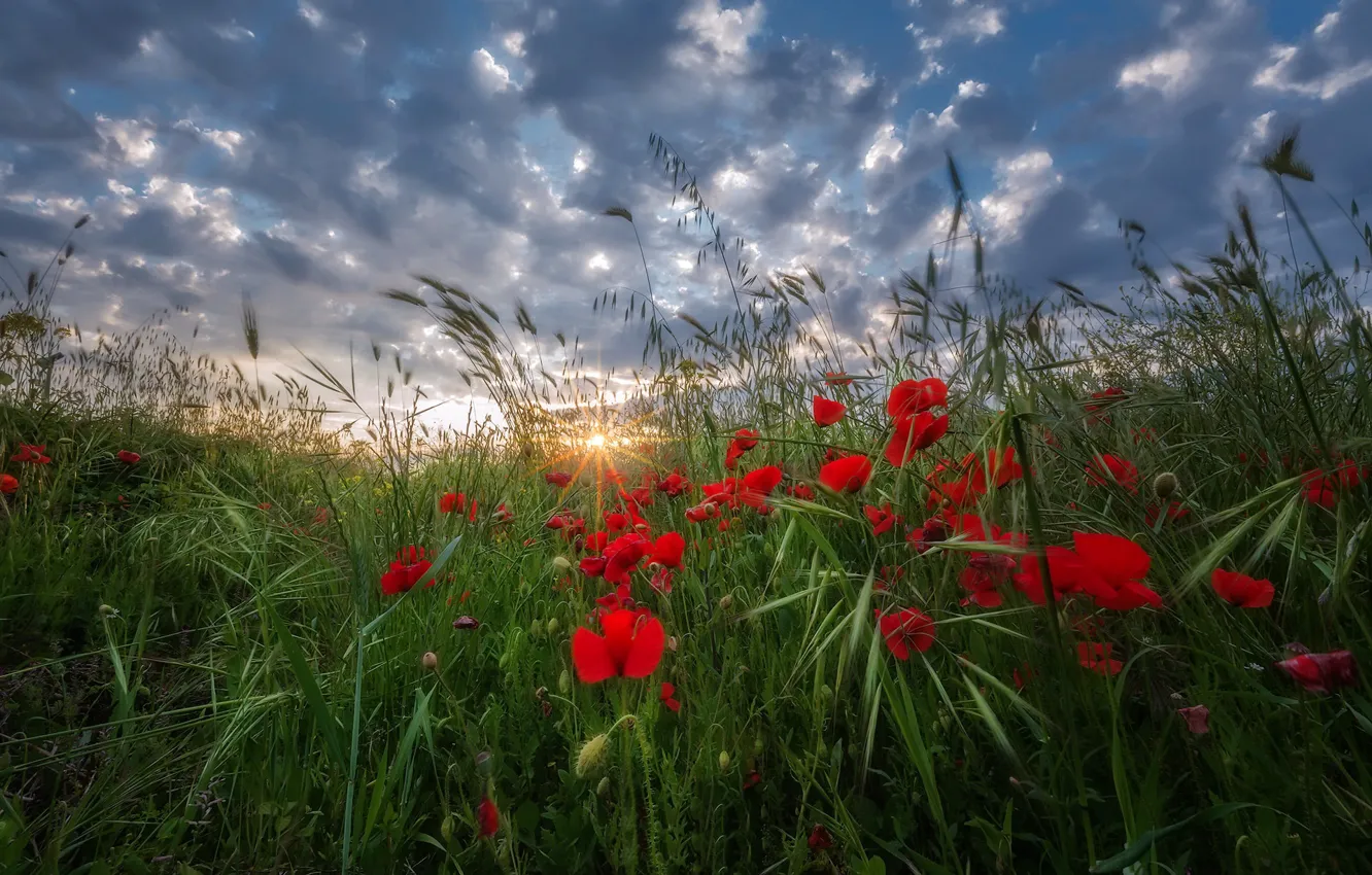 Фото обои поле, природа, маки