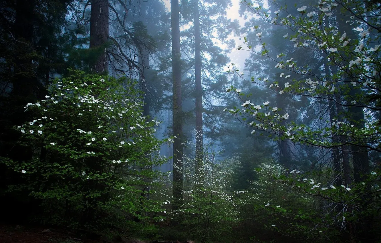 Фото обои лес, деревья, природа, утро, сумерки, секвойя