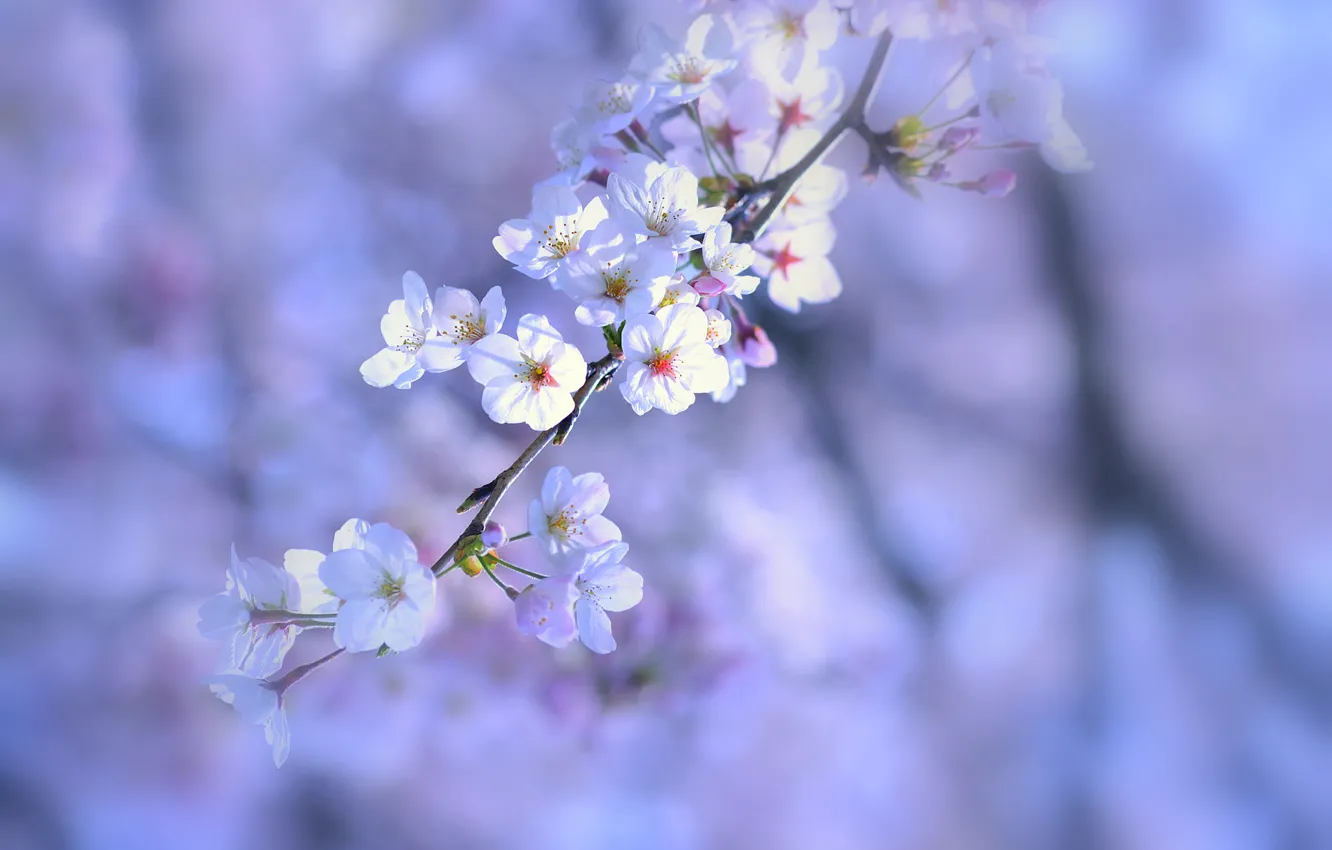 Фото обои макро, цветы, природа, веточка, фон, дерево, сиреневый, Весна
