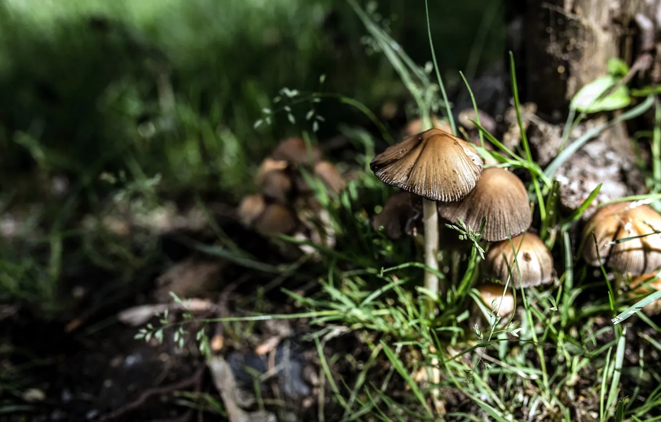 Фото обои трава, природа, грибы