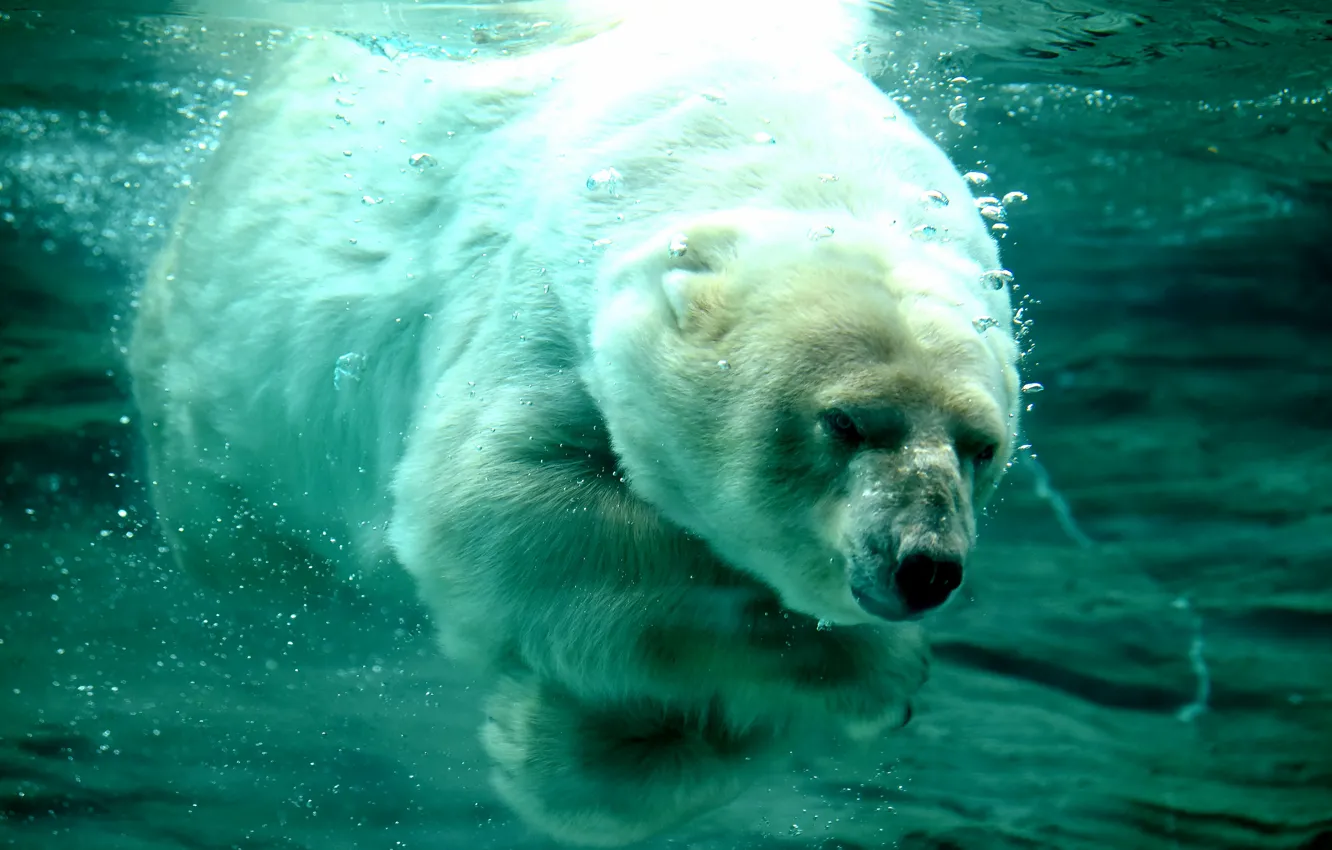 Вода морда. Белый медведь. Полярный медведь. Белый медведь под водой. Белый медведь в воде.