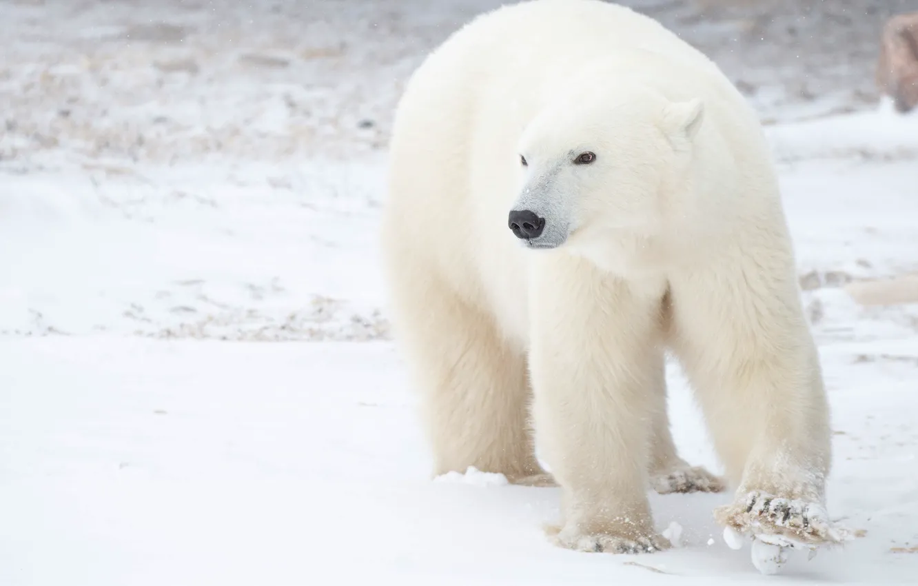 Фото обои зима, белый, взгляд, снег, фон, медведь, прогулка