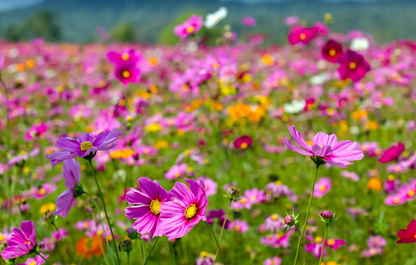 Фото обои поле, лето, небо, солнце, цветы, summer, розовые, field
