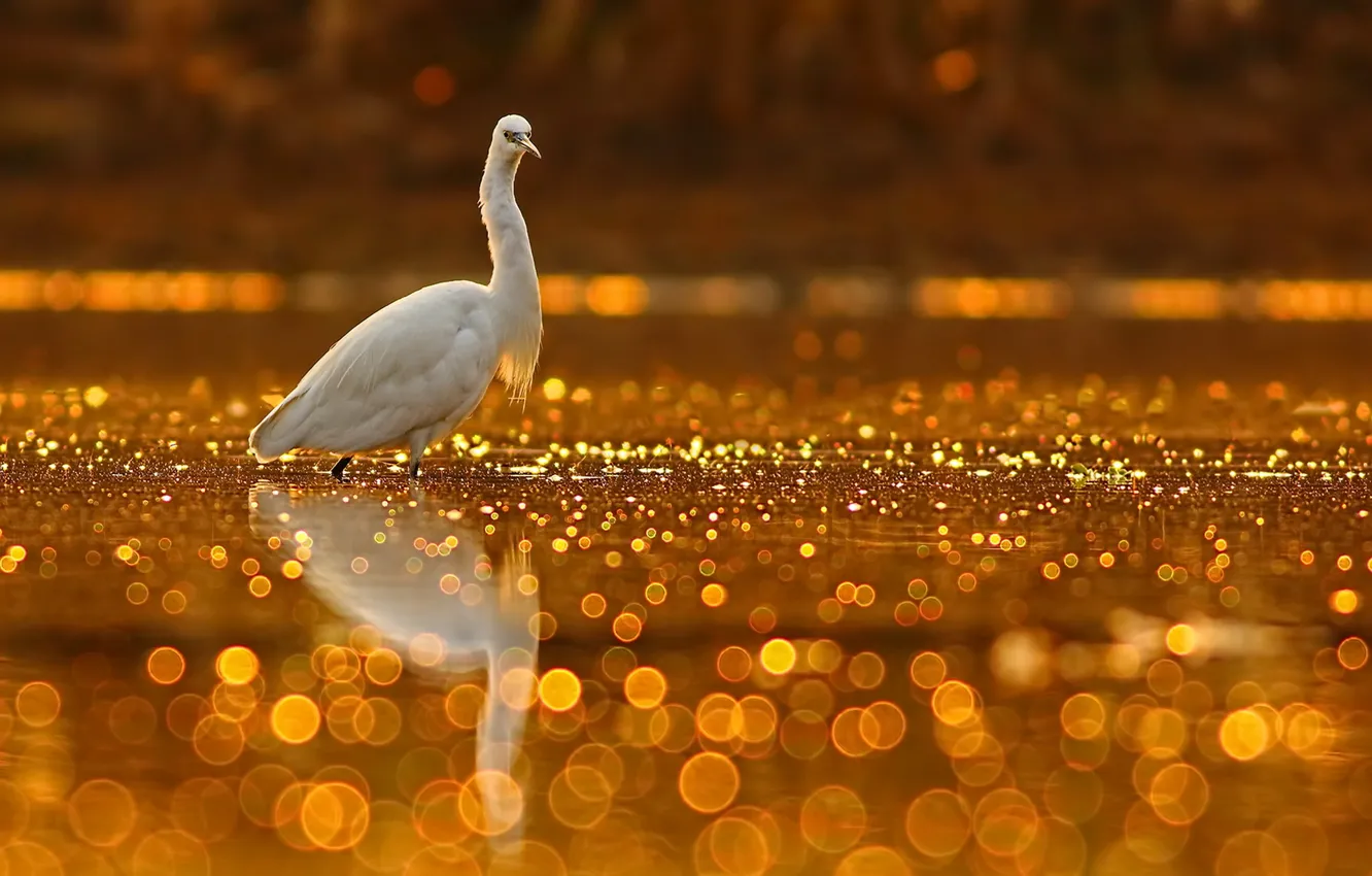 Фото обои природа, птица, Golden Glitter