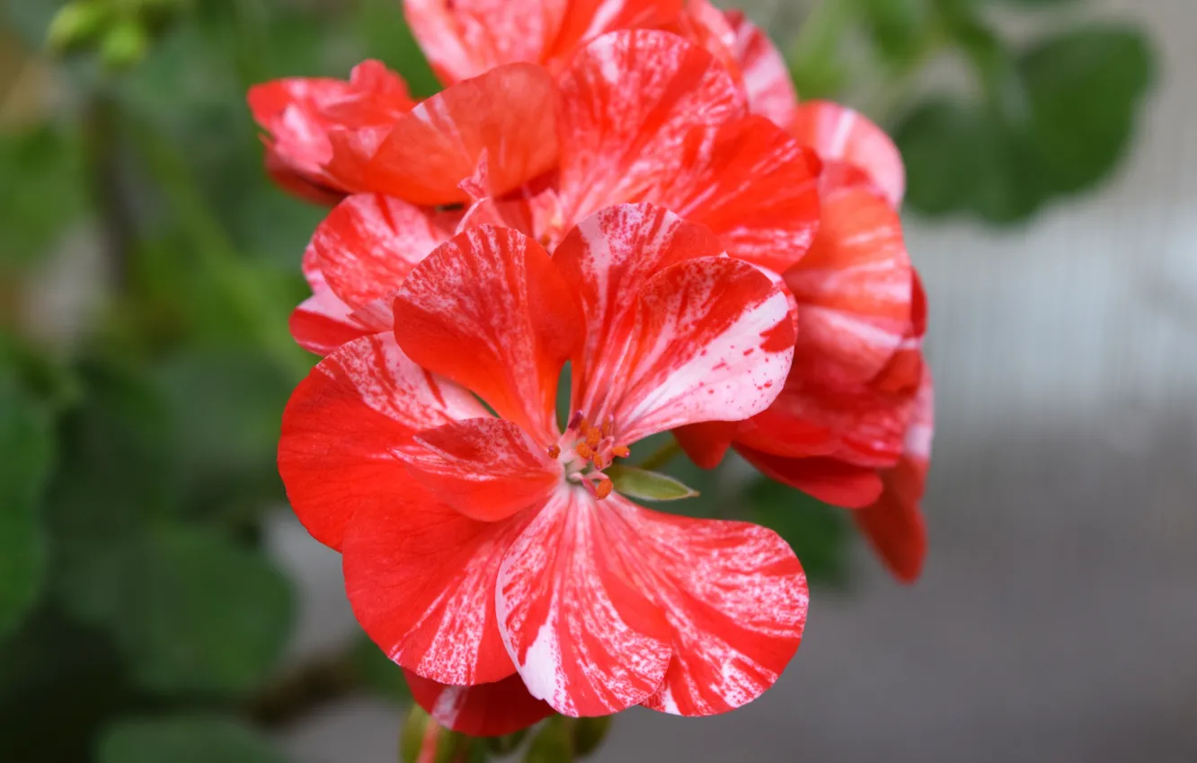 Фото обои красный, красный цветок, герань, широкоформатные картинки